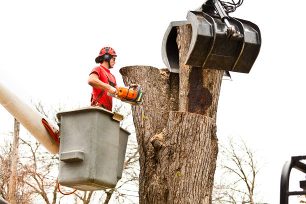 Best Palm Tree Trimming  in Vineland, NJ